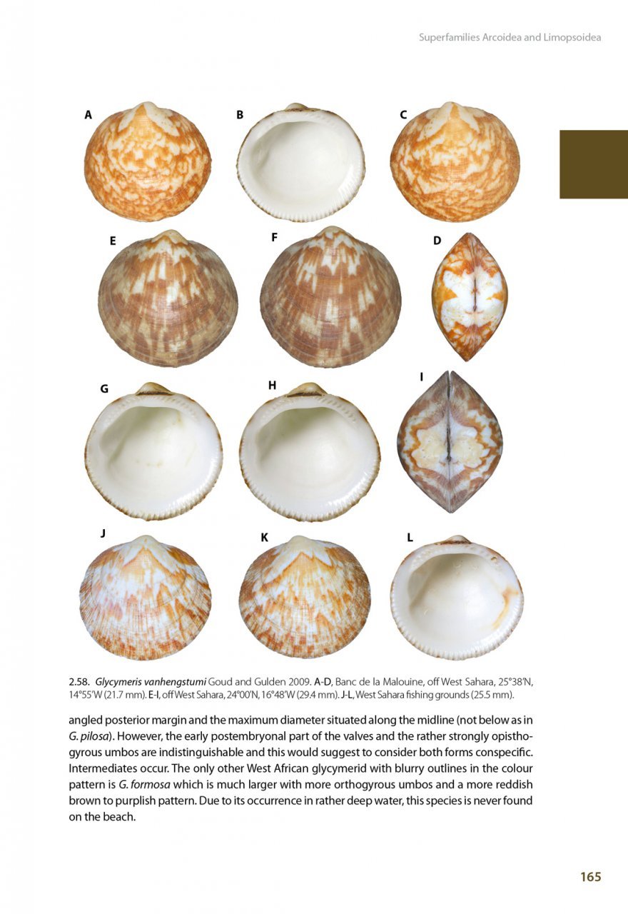 marine bivalves of tropical west africa