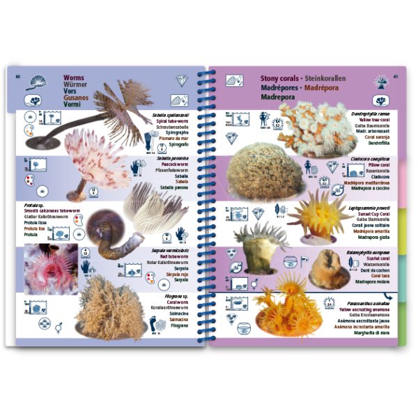 marine pictolife. mediterranean sea
