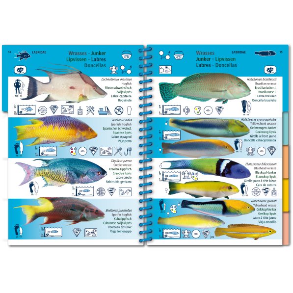 marine pictolife. western tropical atlantic