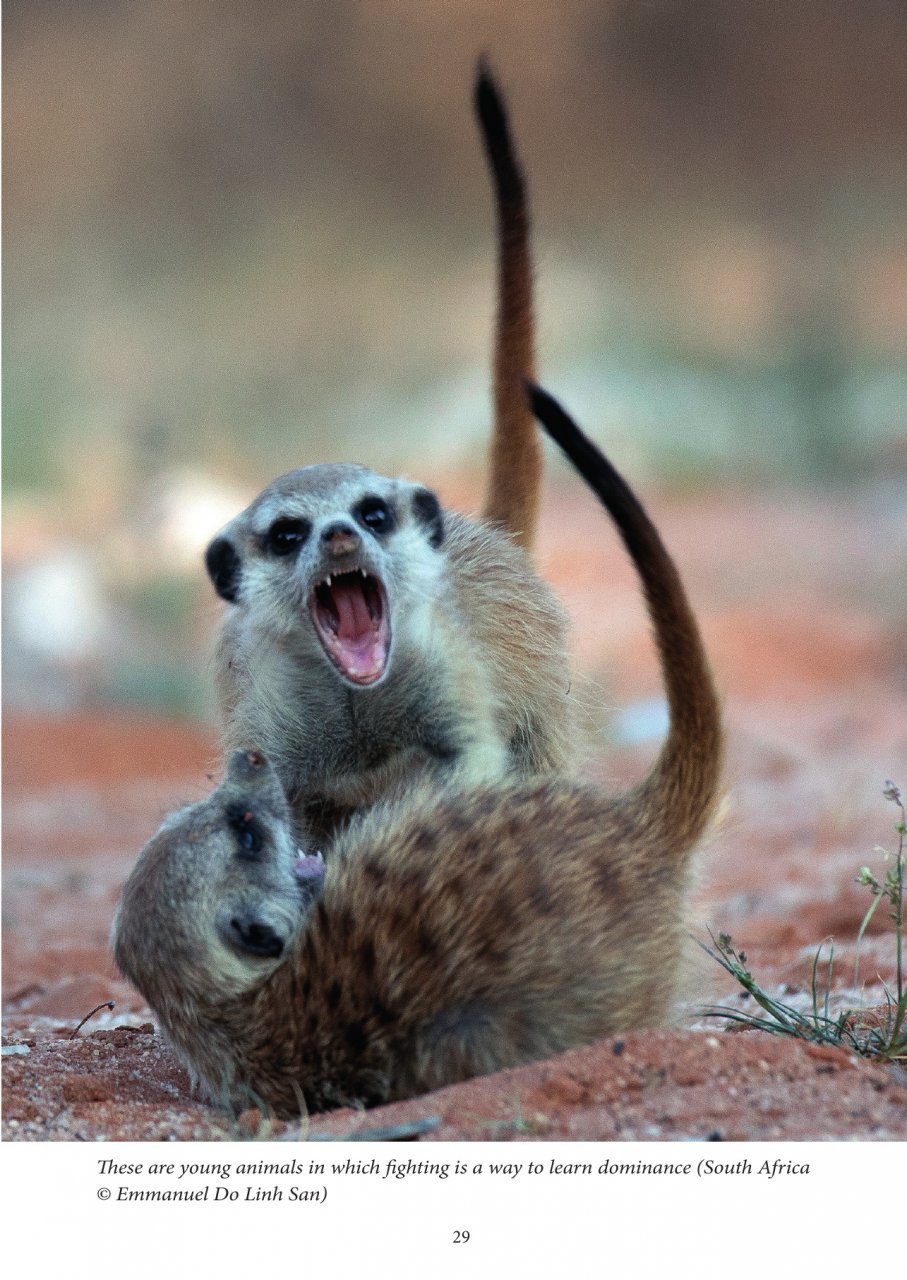mongooses of the world