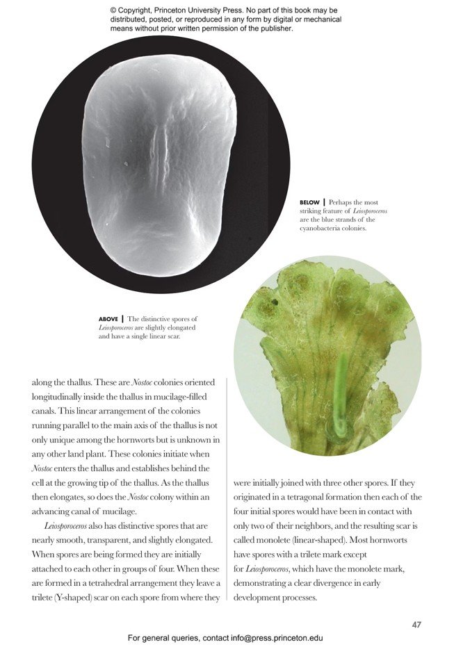 mosses, liverworts, and hornworts of the world. a guide to every order