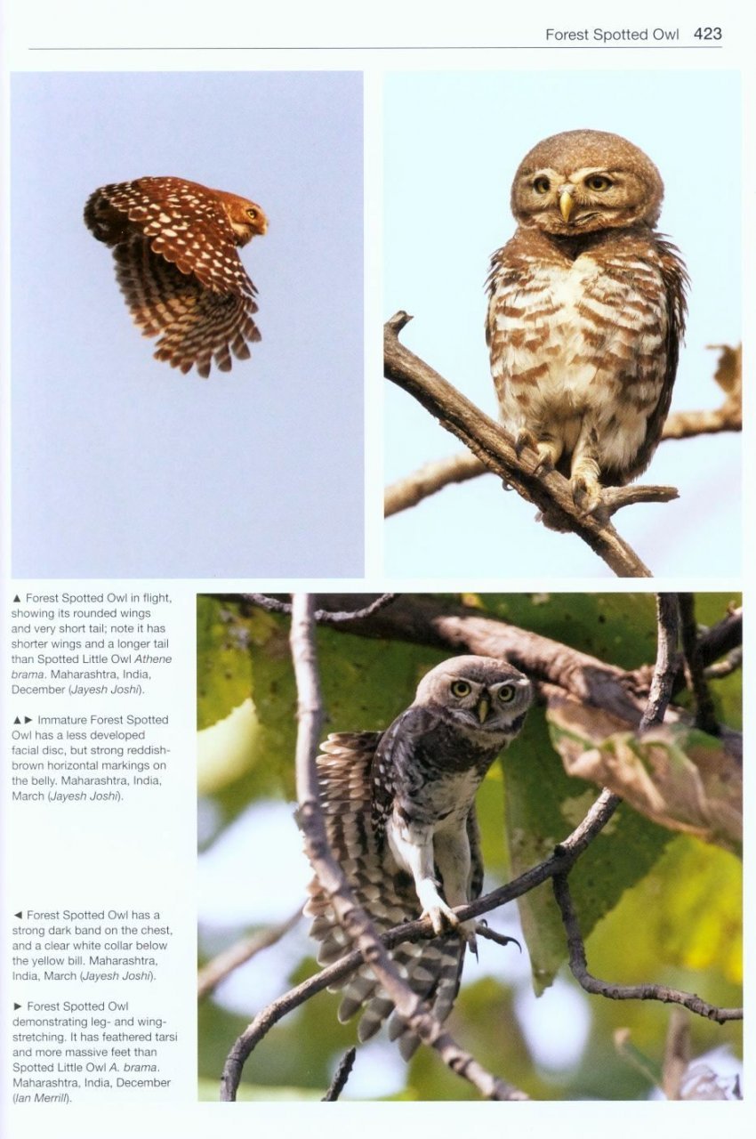 owls of the world. a photographic guide