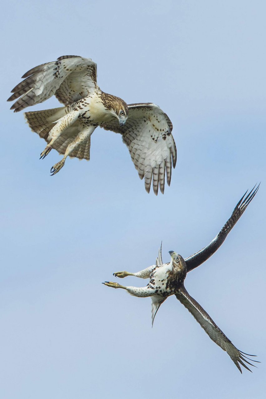 photographing birds of prey. the art of identifying & documenting raptors