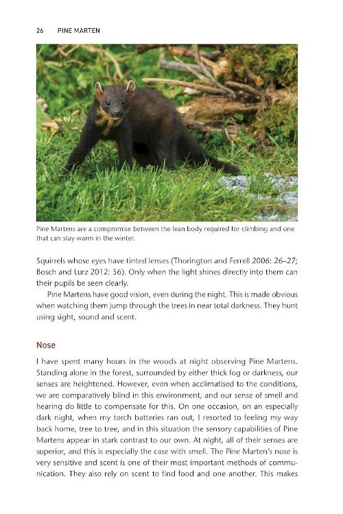 pine marten. the secret life of martes martes