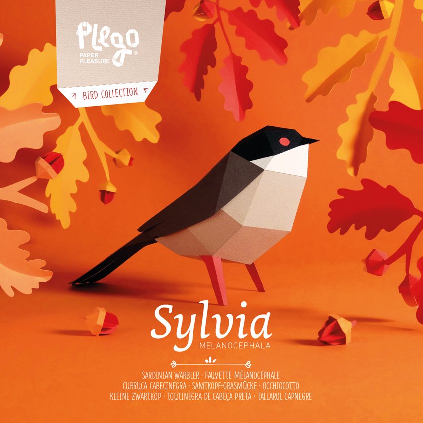 plegopaper- curruca cabecinegra (tallarol capnegre)