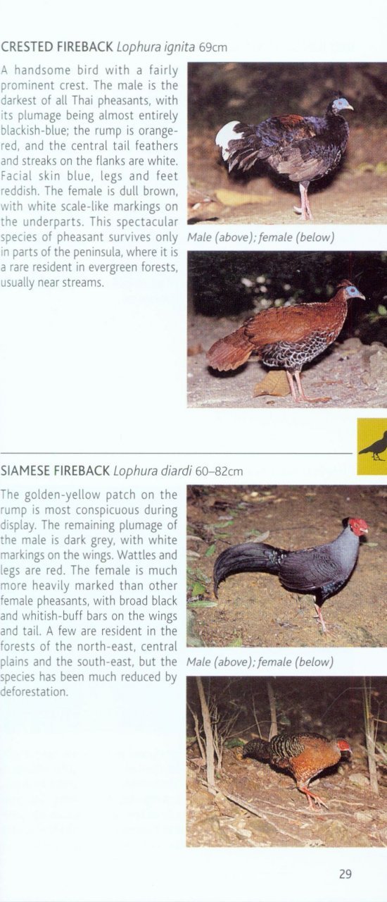 pocket photo guide to the birds of thailand