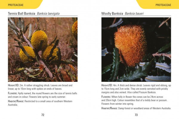 reed concise guide. wildflowers of australia