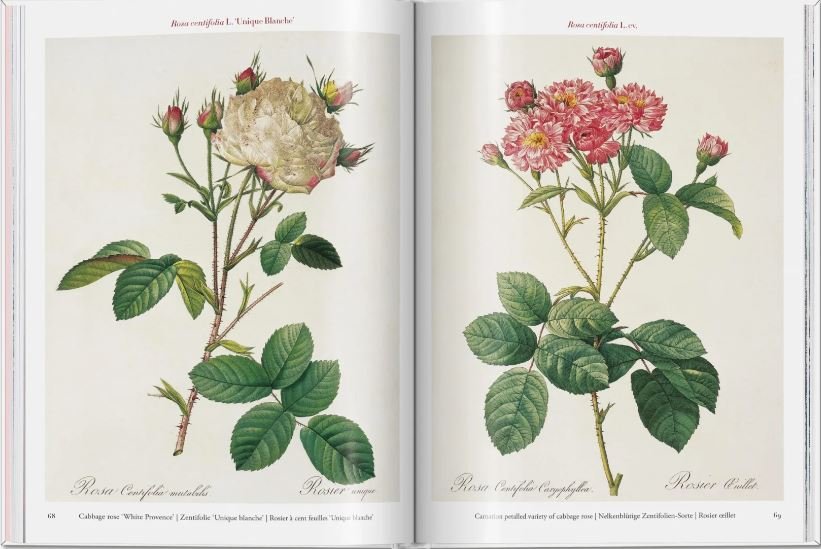 roses