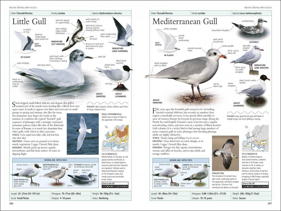rspb birds of britain and europe