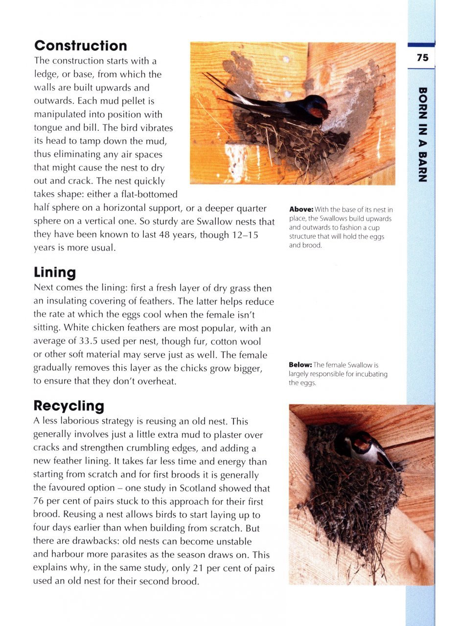 rspb spotlight: swifts and swallows
