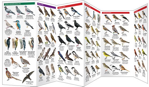 sweden birds. a folding pocket guide to familiar species