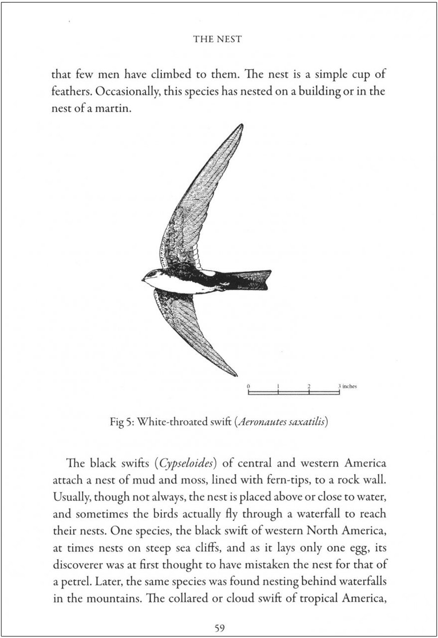 swifts in a tower