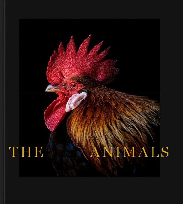 the animals. estela de castro