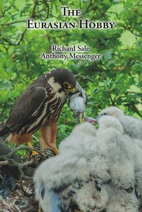 the eurasian hobby