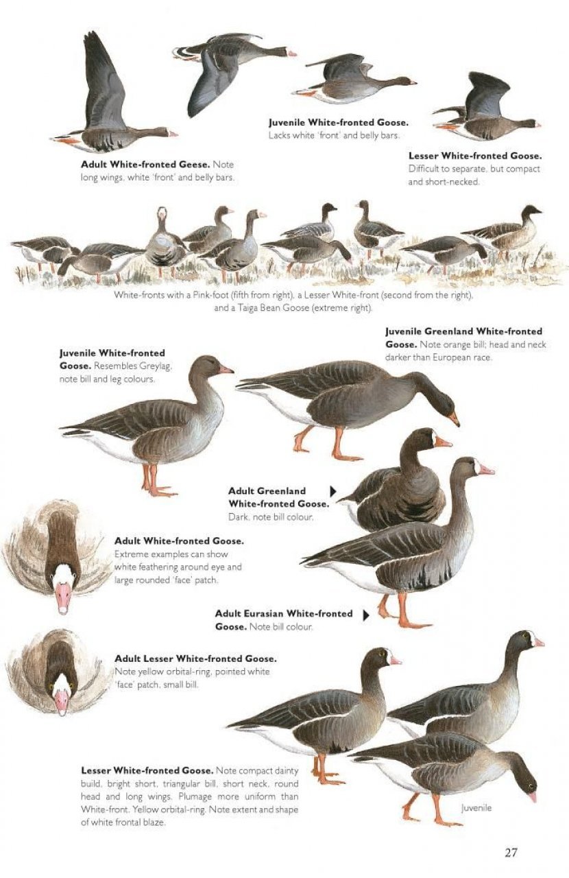 the helm guide to bird identification. an in-depth look at the confusion species
