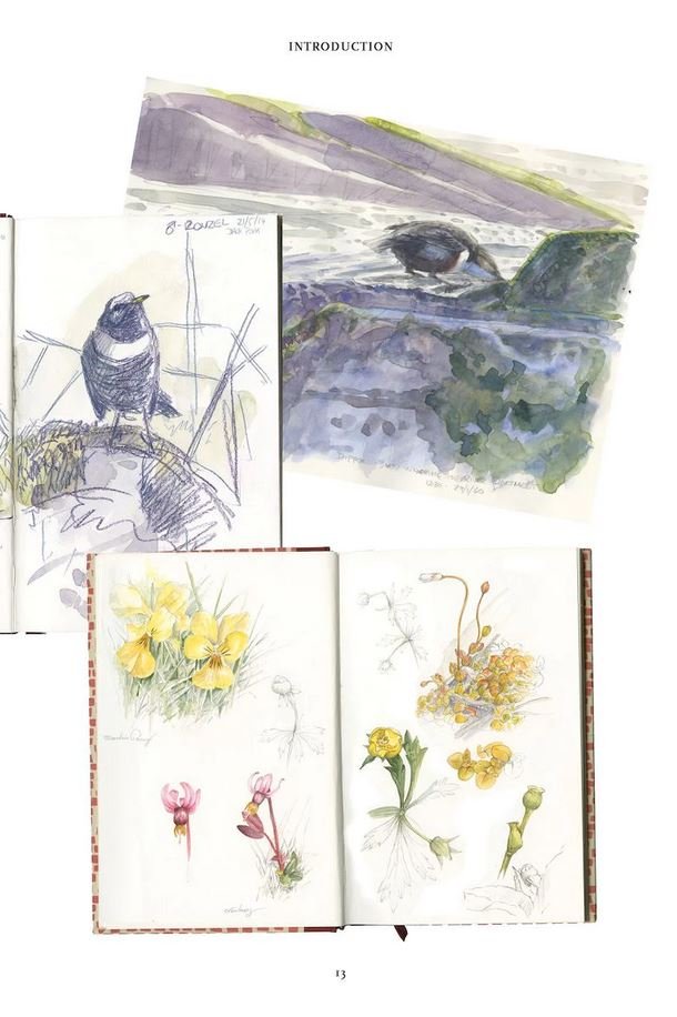 the hen harrier's year