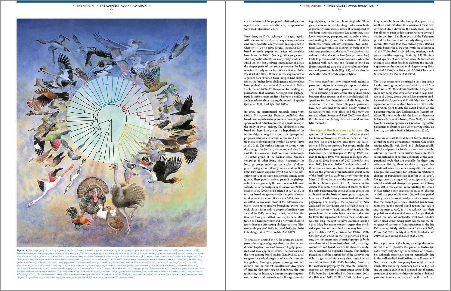 the largest avian radiation. the evolution of perching birds, or the order passeriformes