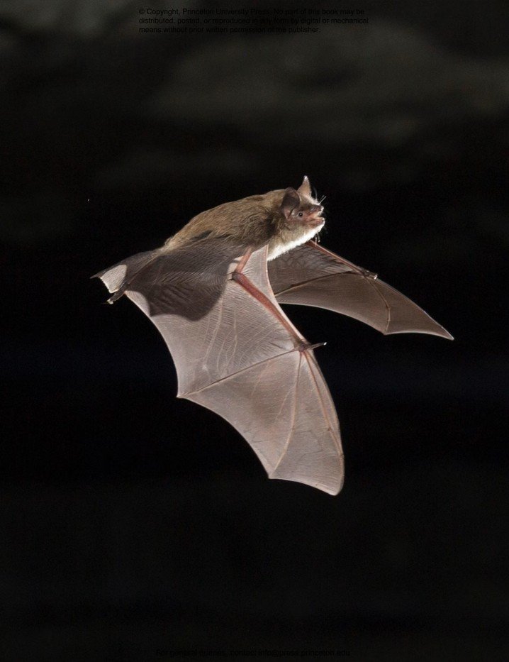 the lives of bats. a natural history