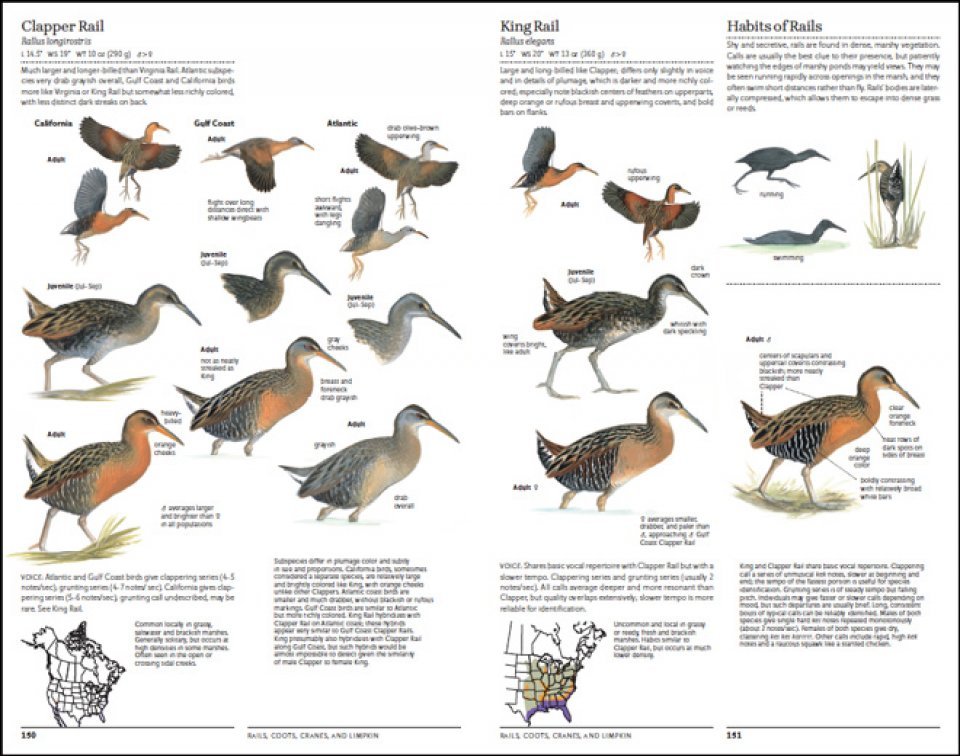 the north american bird guide. 2nd edition