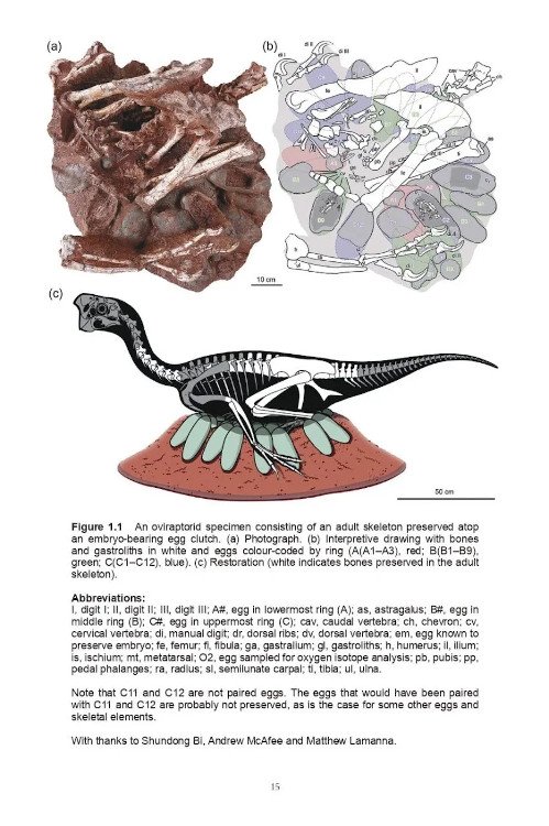 the peregrine falcon