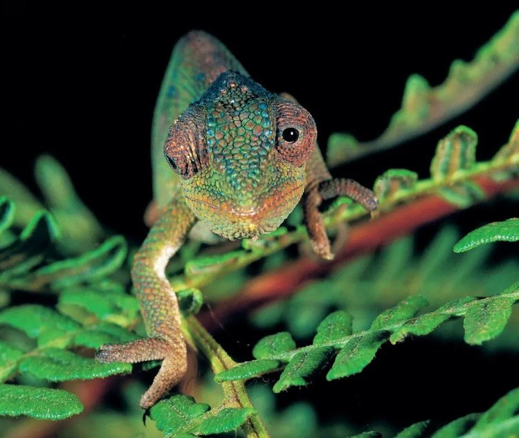 udzungwa. tales of discovery in an east african rainforest