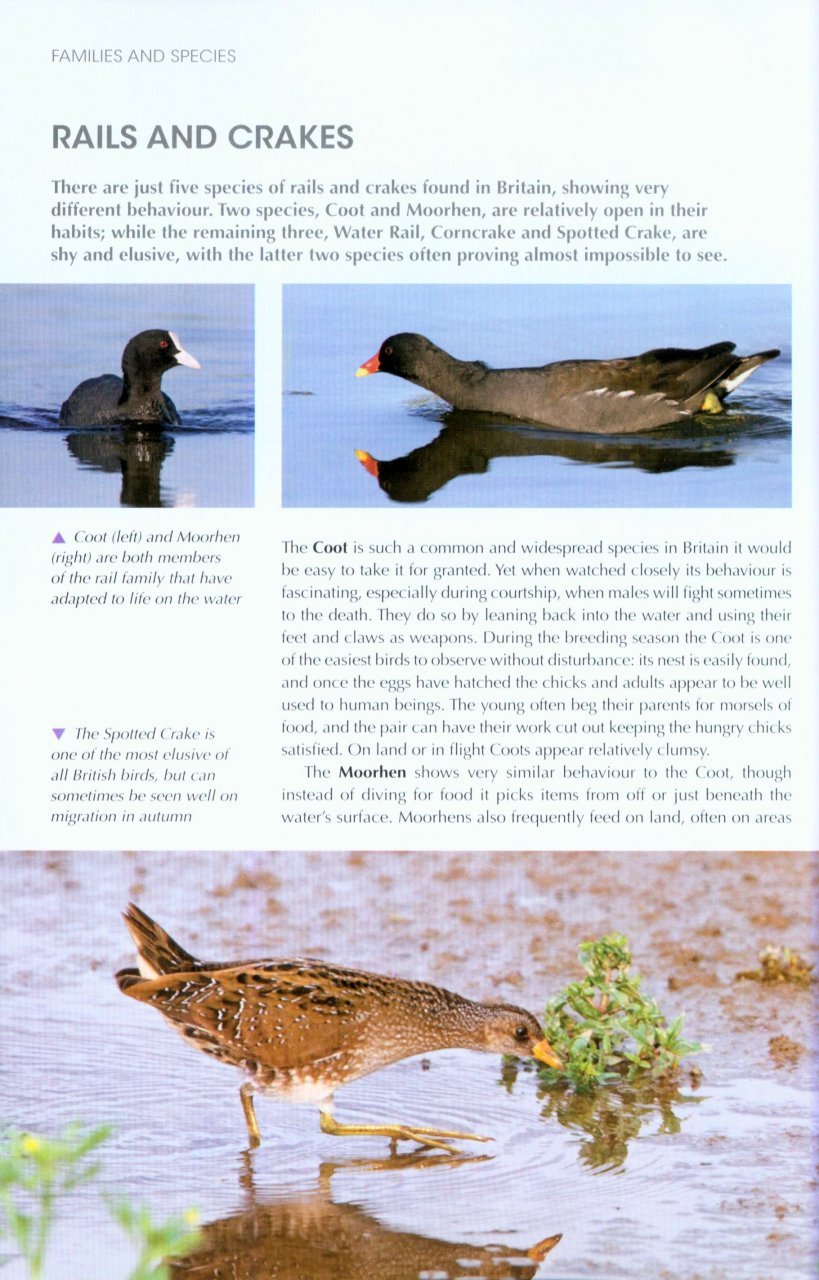 understanding bird behaviour