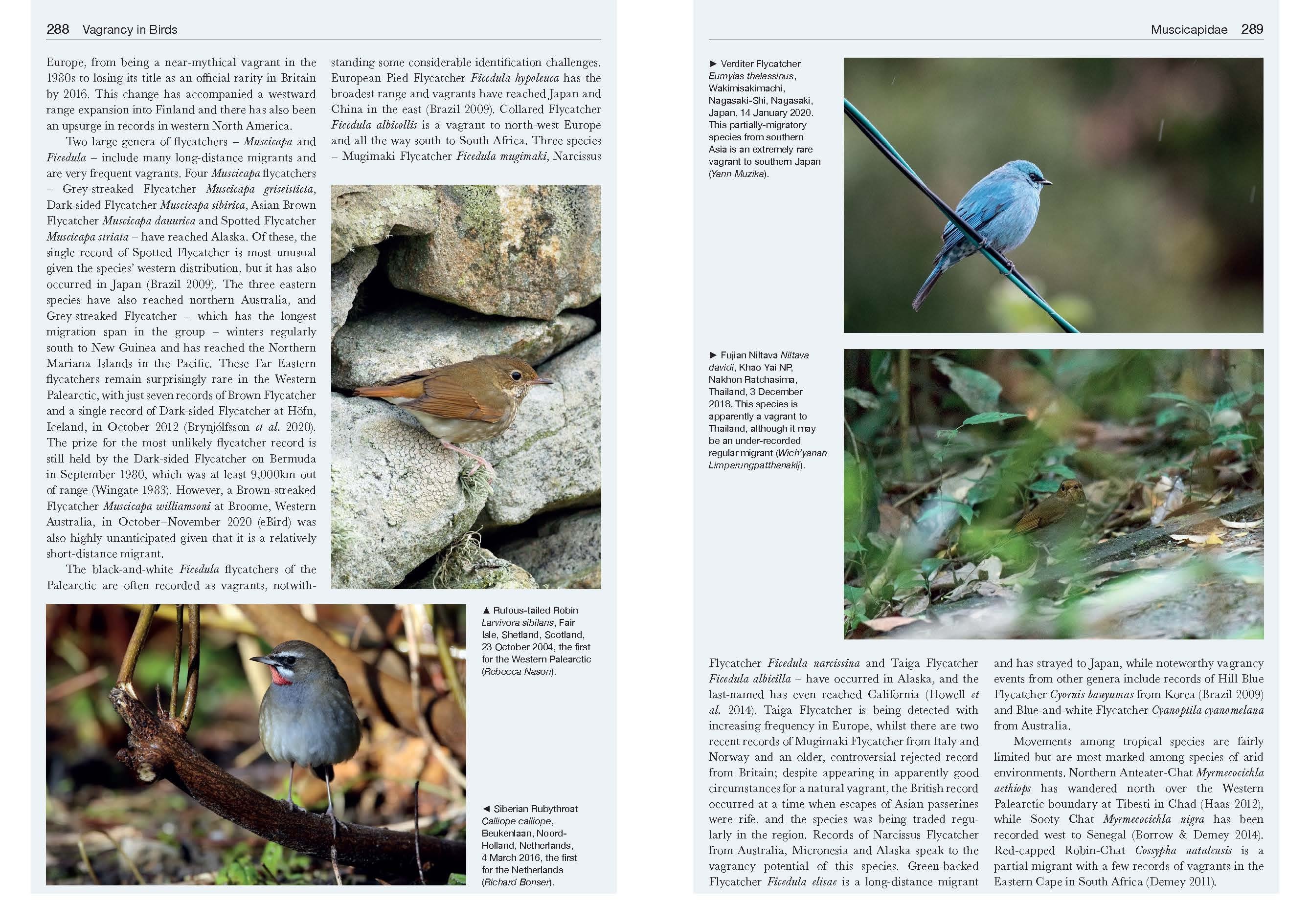 vagrancy in birds