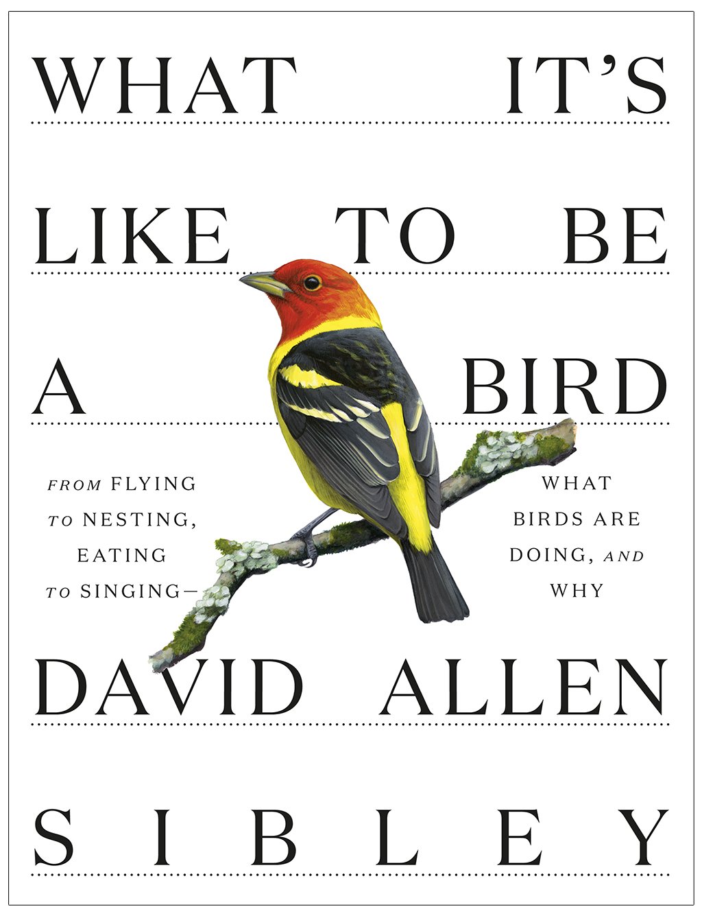what it's like to be a bird. from flying to nesting, eating to singing - what birds are doing, and why