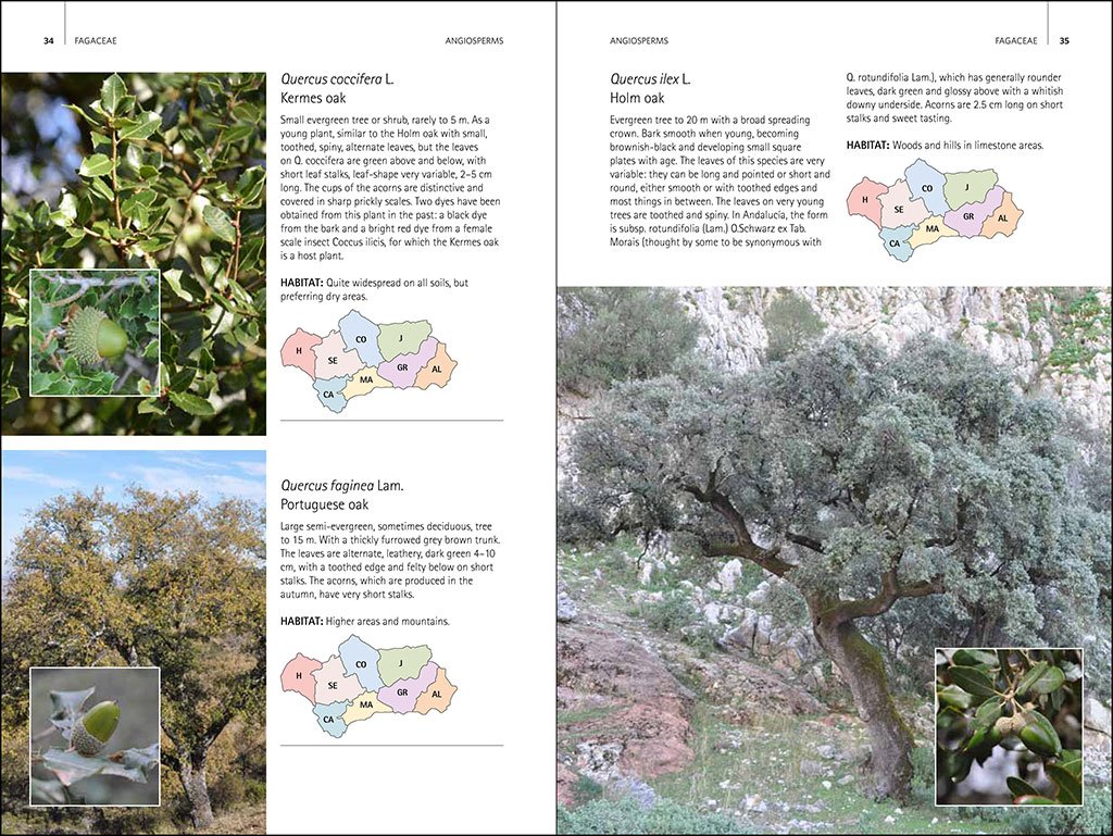 wild plants of southern spain. a guide to the native plants of andalucia