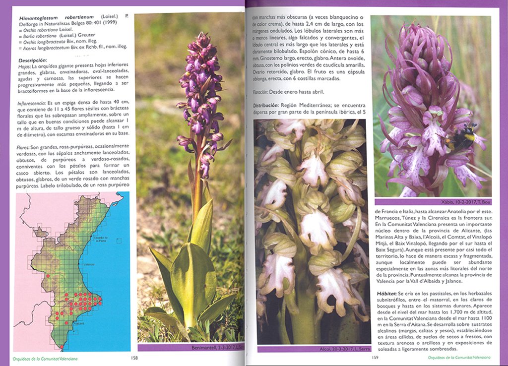 gua de las orqudeas de la comunitat valenciana