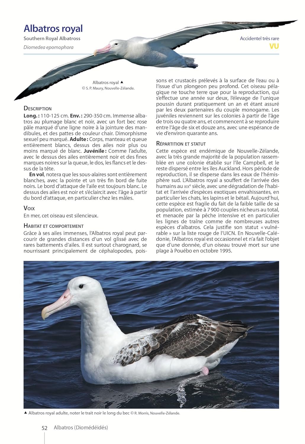 oiseaux de nouvelle-caldonie. grande terre, lles loyaut et archipels loigns