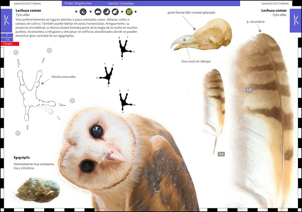 aves que dejan huella. rastros y seales de la avifauna ibrica