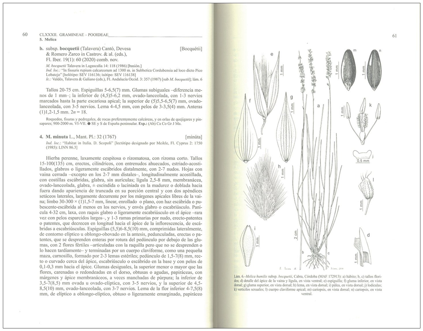 flora ibrica. vol. xix gramineae (partim 1)