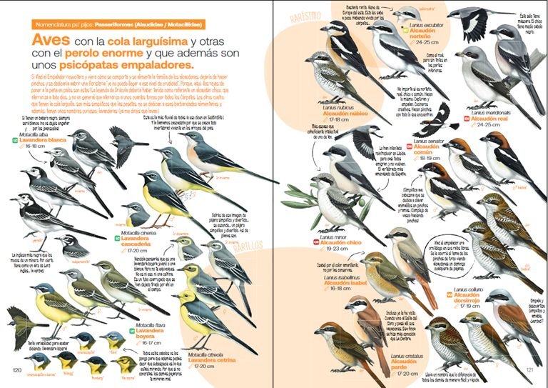 gua de las aves desesperantes de espaa