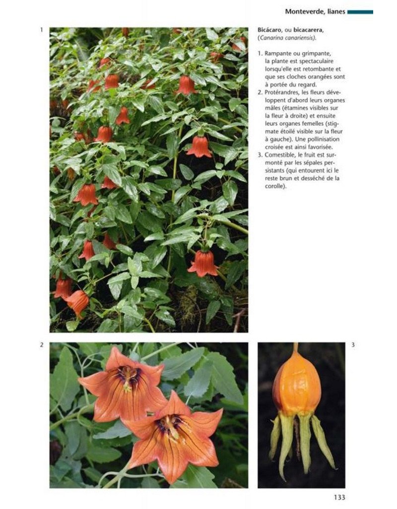 flore et vgtation de l'le d'el hierro canaries