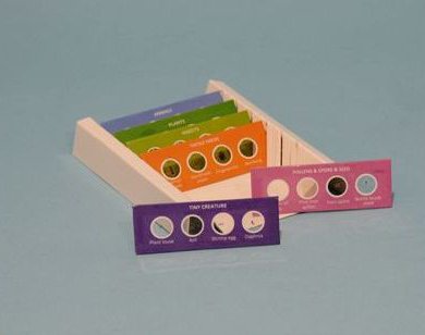 preparaciones microscpicas variadas. biologa bsica