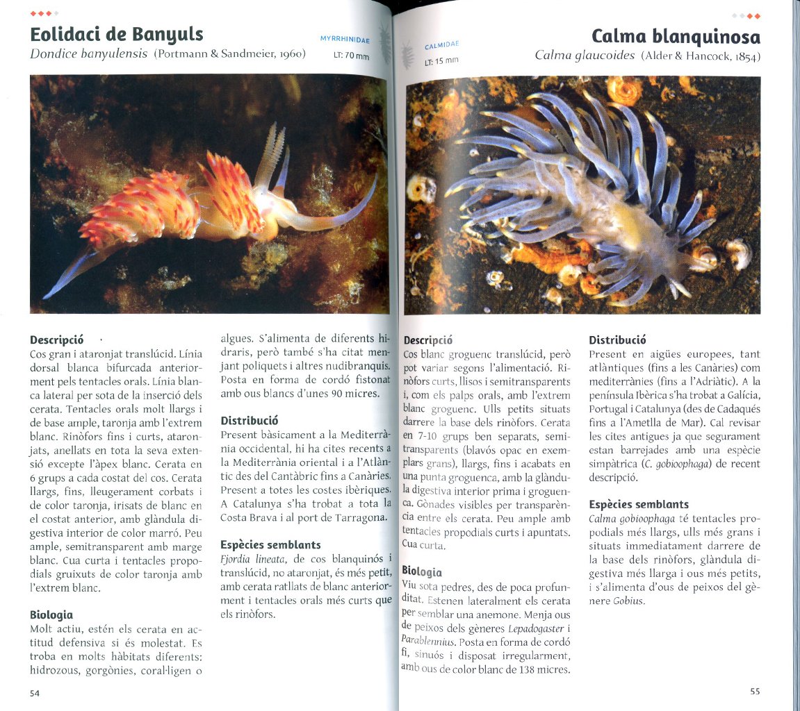 els nudibranquis del mar catal