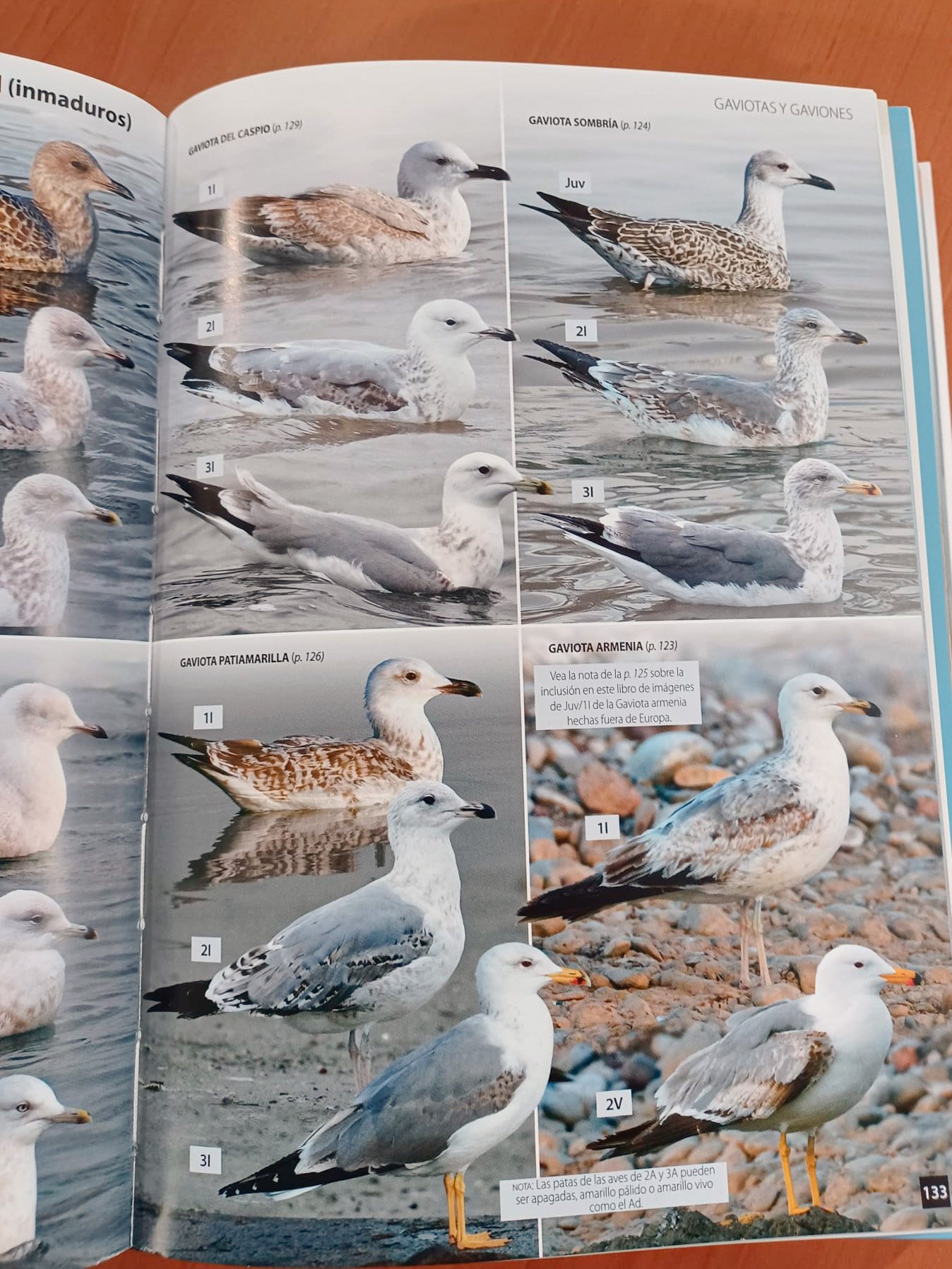 aves de espaa y de europa. una gua de identificacin