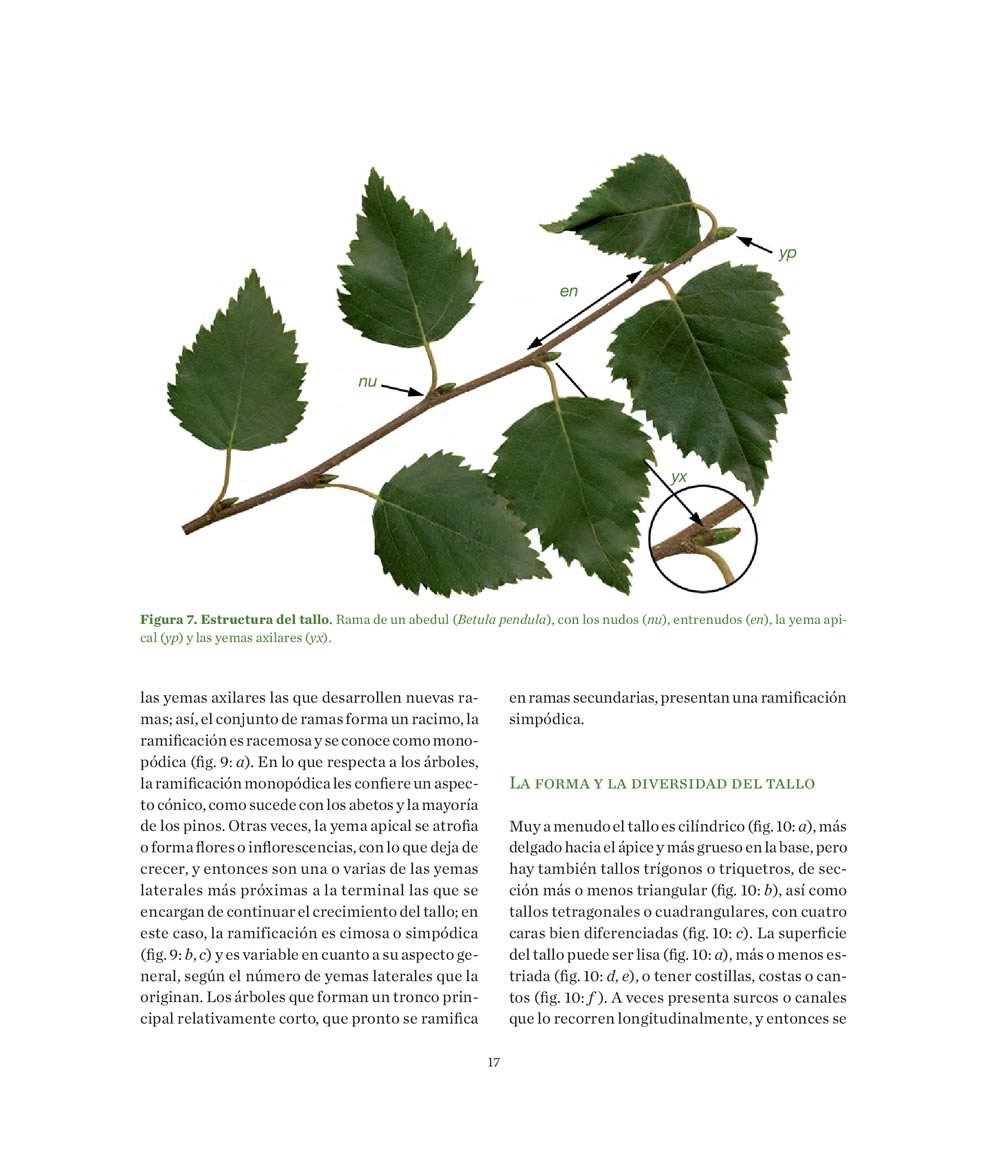 manual prctico de botnica. morfologa de las plantas vasculares