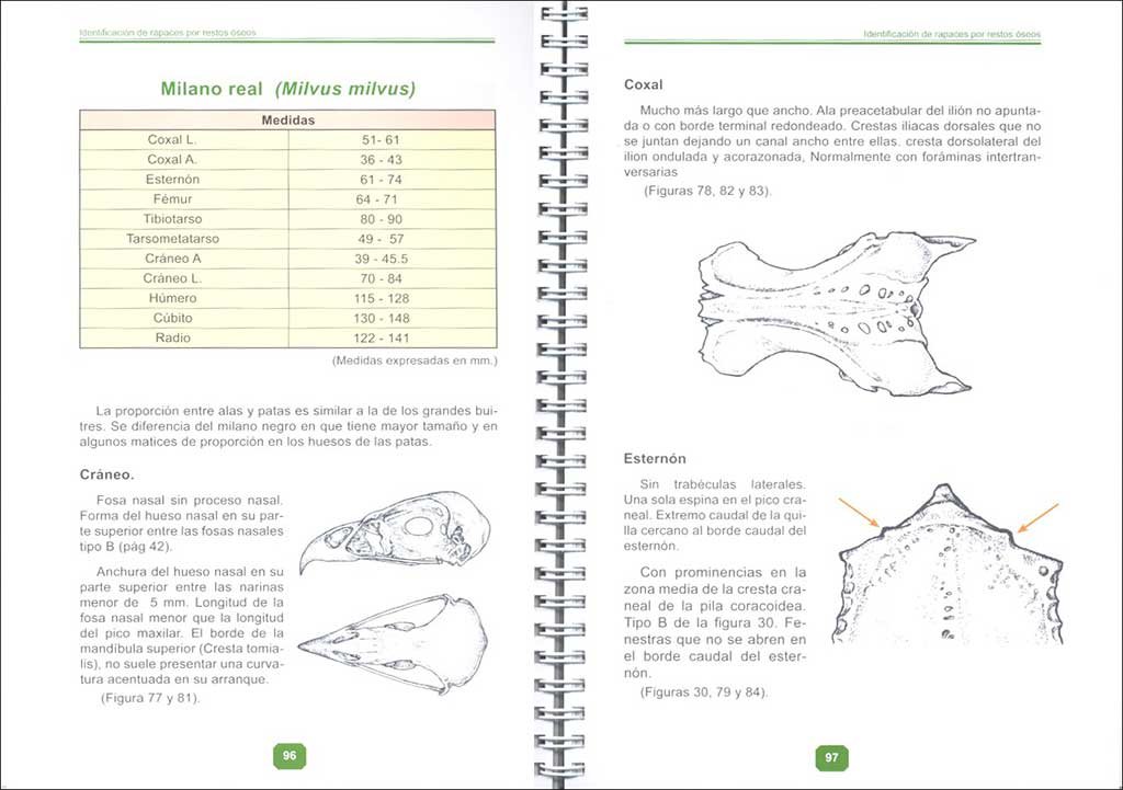 gua de identificacin de rapaces ibricas por restos seos. (2 parte, rapaces medianas diurnas)
