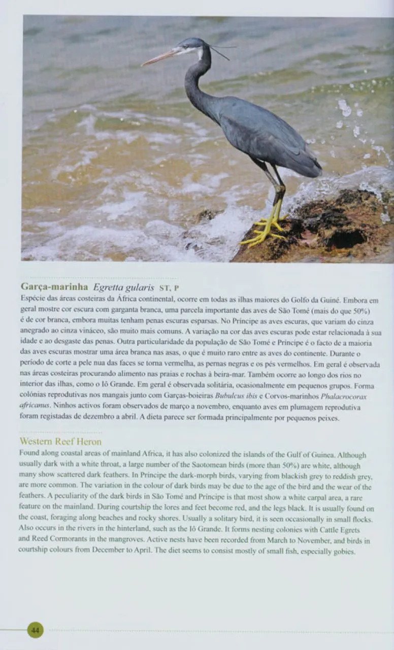 as aves de sao tom e prncipe. um guia fotogrfico