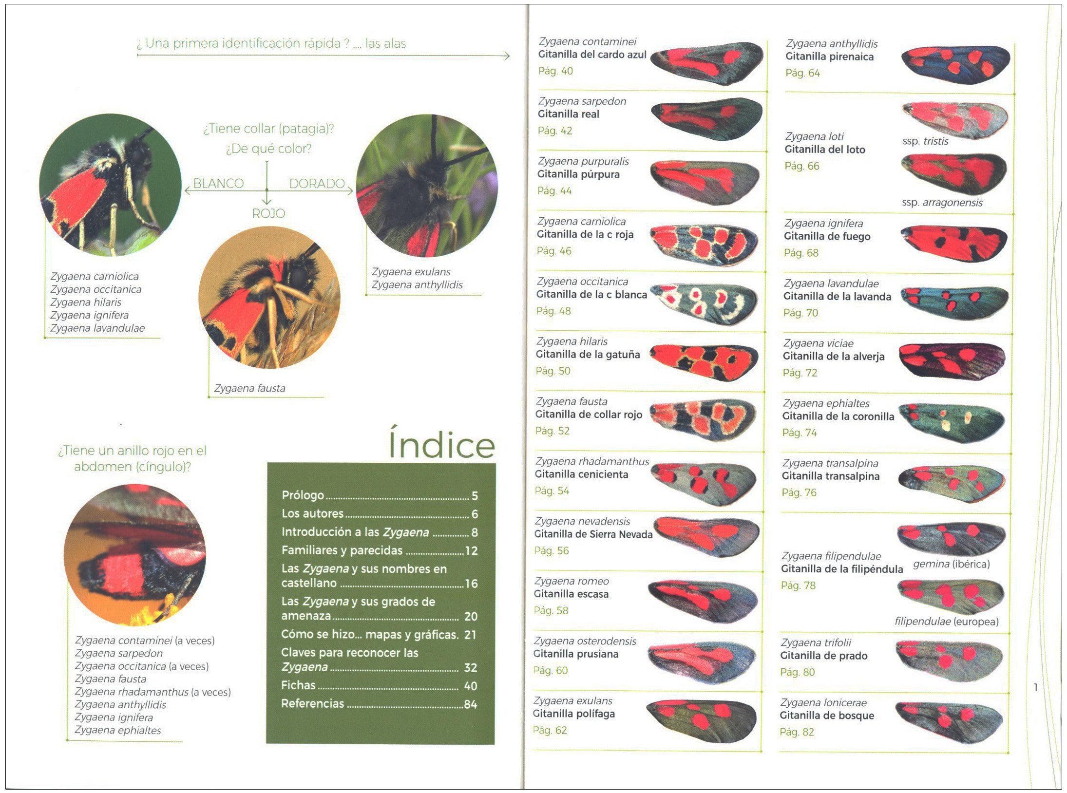 gua de identificacin de las gitanillas ibricas (zygaena)