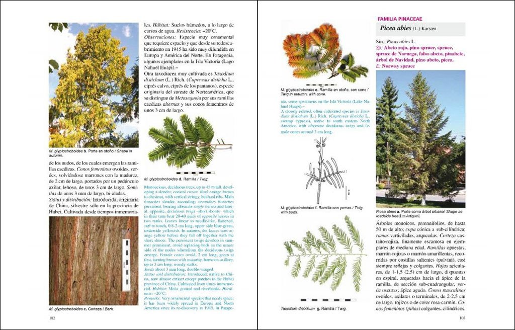 rboles nativos e introducidos en patagonia/ native and introduced trees in patagonia