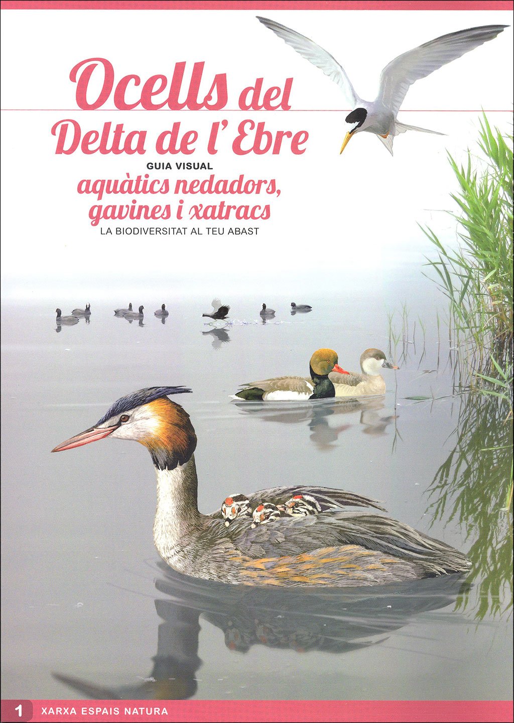 ocells del delta de l'ebre. guia visual (sis desplegables de diferent temtica)