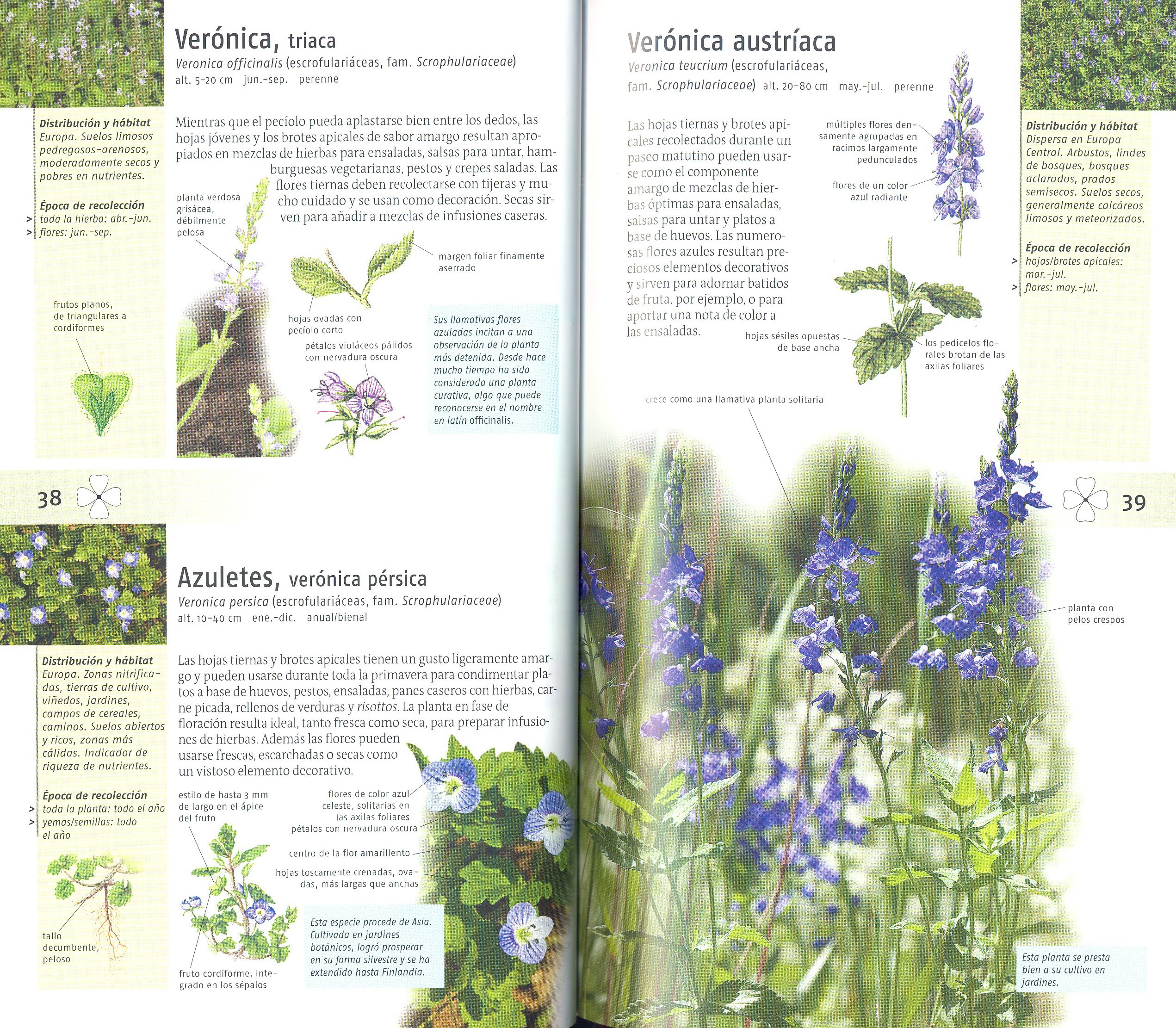 plantas silvestres comestibles. nueva generacin de guas de campo