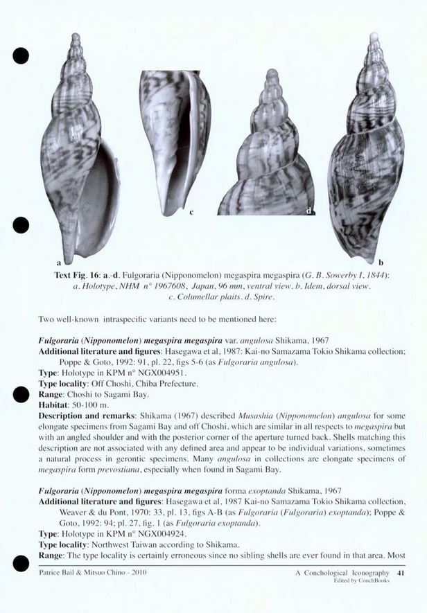 a conchological iconography. the family volutidae