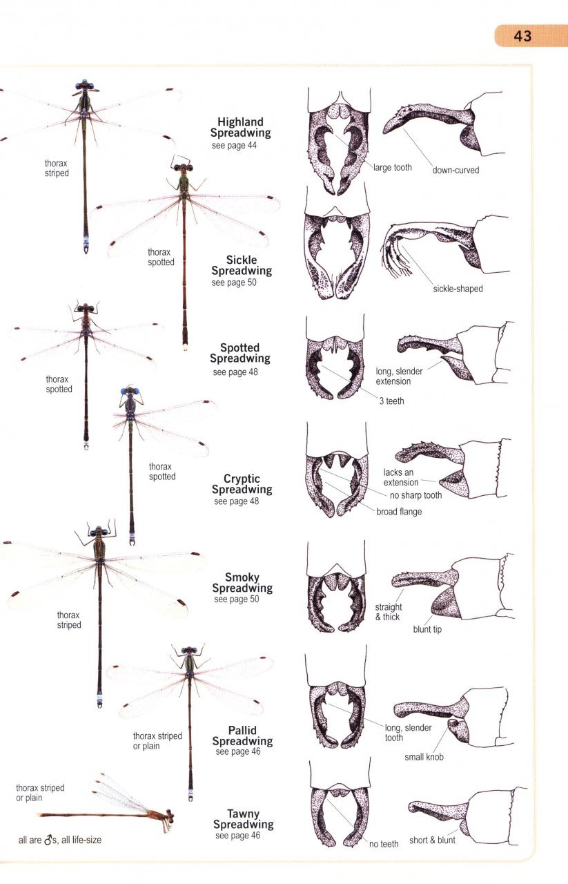 a guide to the dragonflies and damselflies of south africa: covering the 164 species of dragonfly and damselfly found in south africa, lesotho and swaziland