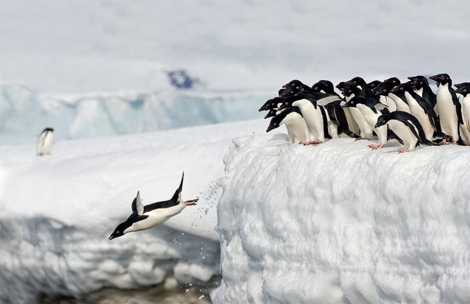 around the world for penguins. where to see all the 18 penguin species