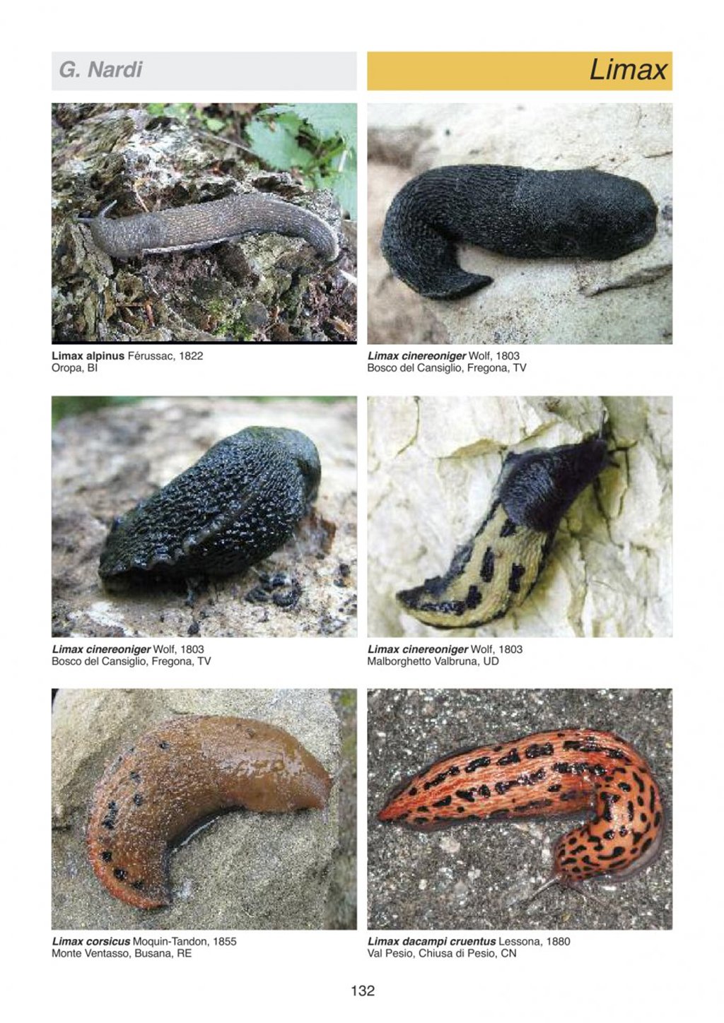 atlante delle conchiglie terrestri e dulciacquicole italiane