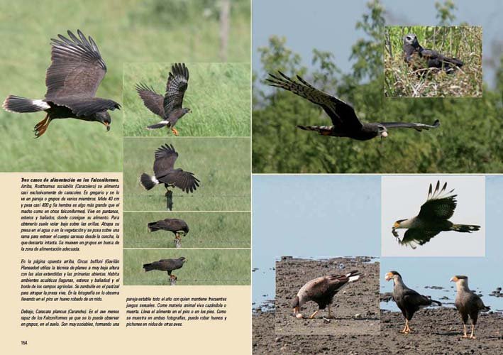 aves, vida y conducta. la cultura de las aves